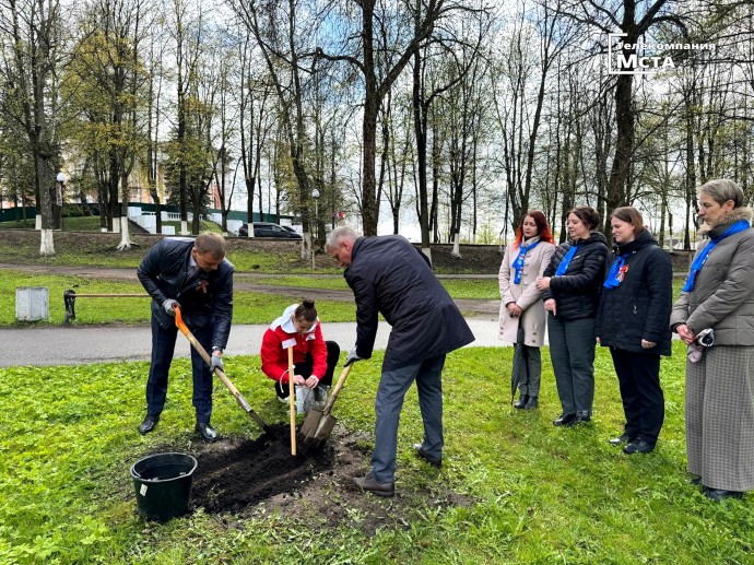 В Великом Новгороде, Старой Руссе и Боровичах посадили «Тополя Победы»