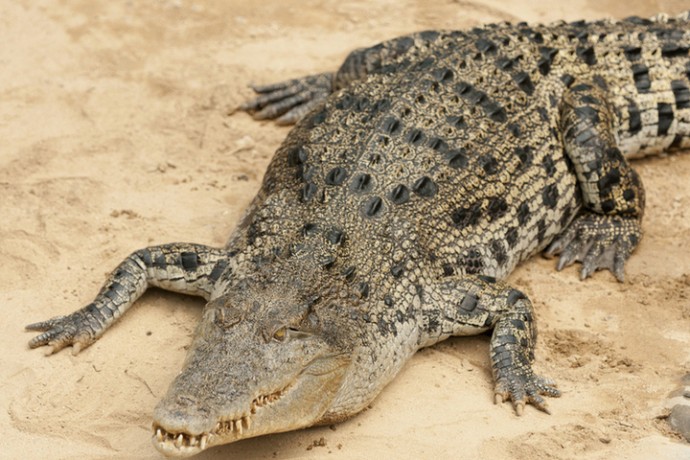 В брюхе крокодила нашли голову и кости пропавшего юноши