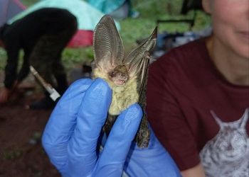 Семь видов летучих мышей обнаружили в Хингано-Архаринский заказнике Семь видов летучих мышей обнаружили в Хингано-Архаринский заказнике
