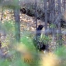 Лама из Бурятии рассказал о жуткой расплате за убийство птиц