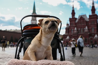 Mash: Московскую собачницу оштрафовали за неубранную мочу питомца