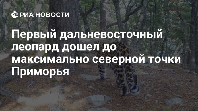 Первый дальневосточный леопард дошел до максимально северной точки Приморья Первый дальневосточный леопард дошел до максимально северной точки Приморья
