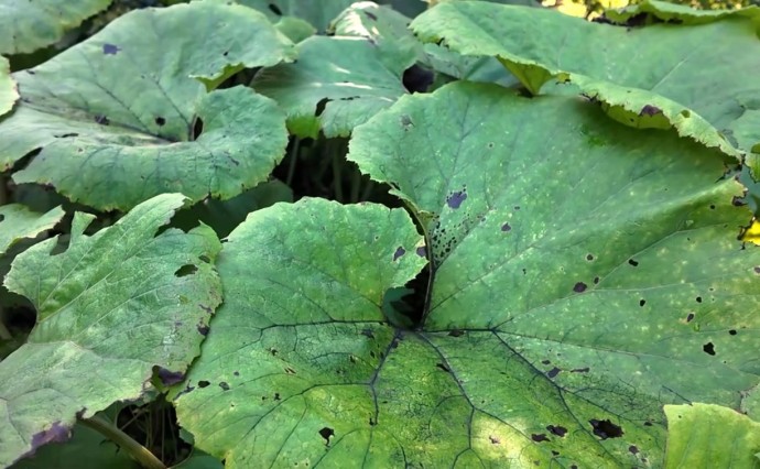 Почему на Сахалине растут гигантские растения? Почему на Сахалине растут гигантские растения?