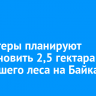 Волонтеры планируют восстановить 2,5 гектара сгоревшего леса на Байкале