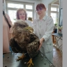 Кировские ветеринары спасли краснокнижного орлана