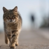 В Солнечногорске кот Жорик пришел домой через 9 дней после потери, пройдя 65 км
