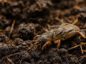 Из удобрения в бедствие: медведки в навозе грозят всему огороду — как спасти участок и урожай