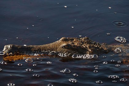 Крокодил утащил десятилетнего мальчика