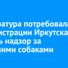 Прокуратура потребовала у администрации Иркутска усилить надзор за бродячими собаками