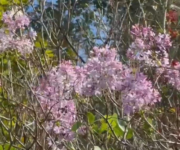 В конце сентября в Тульской области расцвела сирень В конце сентября в Тульской области расцвела сирень