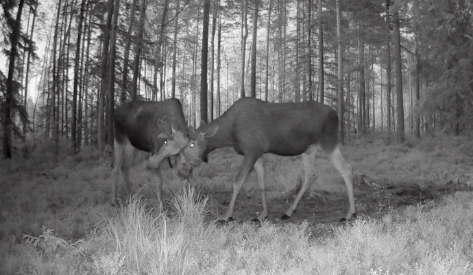 Лоси начали тренировочные поединки под Петербургом Лоси начали тренировочные поединки под Петербургом