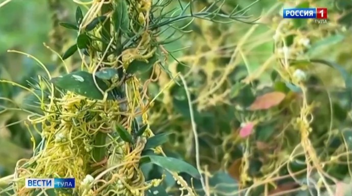 Тульская область победила опасный сорняк: Россельхознадзор снял карантин по повилике Тульская область победила опасный сорняк: Россельхознадзор снял карантин по повилике