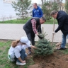 В Морском саду Астрахани высадили ели