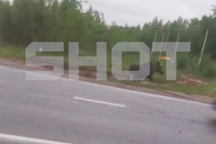 Сбитого под Москвой лосенка отвезли в центр реабилитации