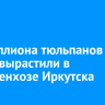 1,2 миллиона тюльпанов к 8 Марта вырастили в Горзеленхозе Иркутска