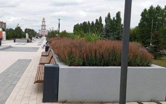 В курских парках подготовили шалфей к повторному цветению