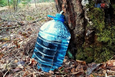 Калужане могут приступить к заготовке берёзового сока