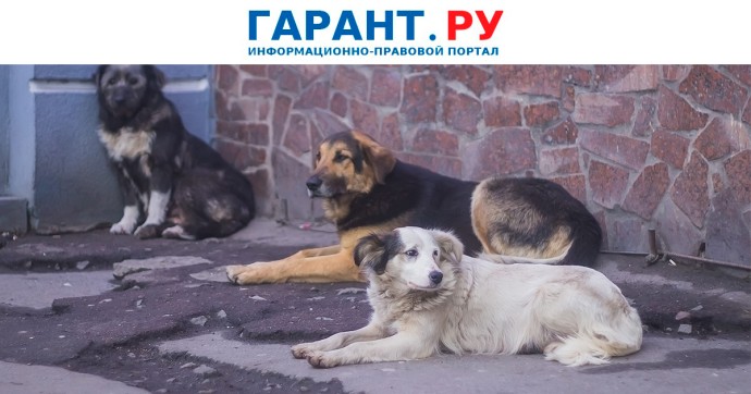 Регионам указали особенности разработки правил обращения с бездомными животными