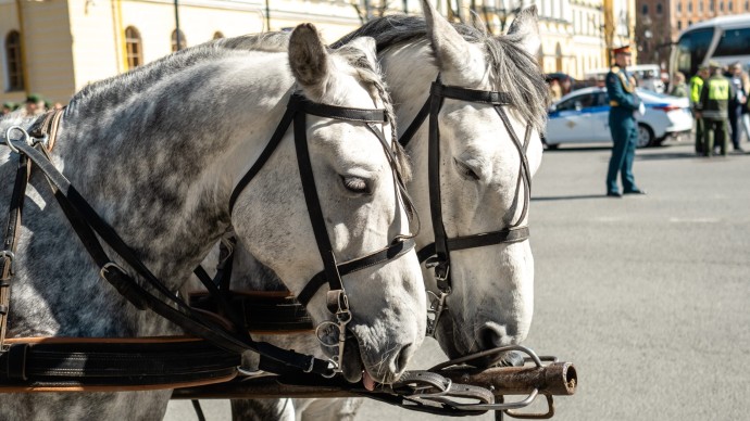 Спрос вырос на 25%: сколько стоит фотосессия с символом 2026 года в Петербурге