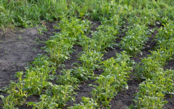 В Курской области изъяли 58 партий овощей и фруктов по итогам проверок Роспотребнадзора В Курской области изъяли 58 партий овощей и фруктов по итогам проверок Роспотребнадзора