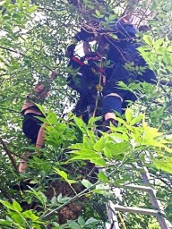 В Уфе спасатели сняли с дерева девочку с котенком