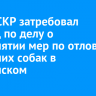 Глава СКР затребовал доклад по делу о непринятии мер по отлову бродячих собак в Топкинском