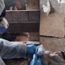 На Сахалине началась массовая вакцинация домашней птицы от гриппа