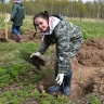 Более 6,5 млн молодых деревьев высажено в ярославских лесах в этом году