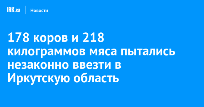 178 коров и 218 килограммов мяса пытались незаконно ввезти в Иркутскую область