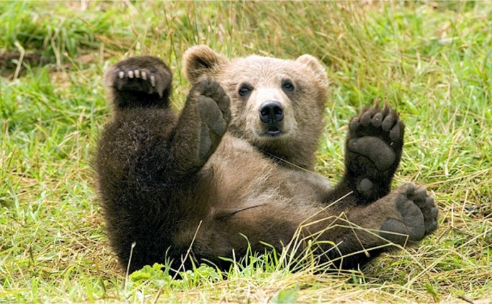 На Камчатке построят центр реабилитации медвежат-сирот На Камчатке построят центр реабилитации медвежат-сирот