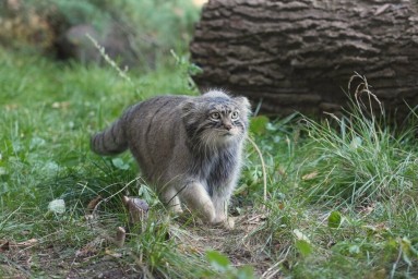 Манул Тимофей набрал почти шесть килограммов в ходе зажировки