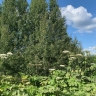 Собственник земли под Пермью получил отсрочку суда на уничтожение борщевика до 2030 года