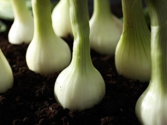 Посадка озимого лука в декабре снижает нагрузку на весенний огород — Actualno