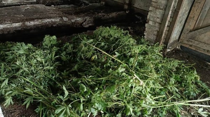 «Наркоогороды» в Приморье выкорчевывают гектарами «Наркоогороды» в Приморье выкорчевывают гектарами