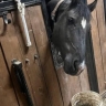 В Курской области за сутки нашли похищенную лошадь и задержали подозреваемых