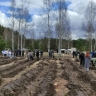 В Ардатовском районе Мордовии высадили сосновую аллею в рамках акции «Сад Памяти»