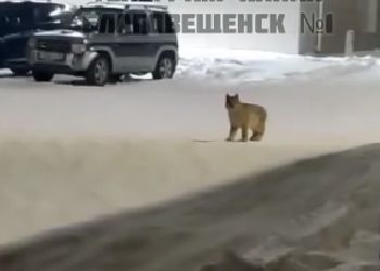 Еще одну рысь встретили в Благовещенске Еще одну рысь встретили в Благовещенске