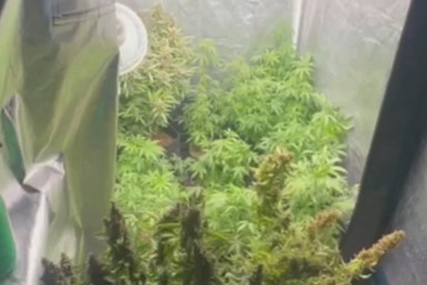 В Подмосковье задержали россиянина за 28 кустов конопли в квартире