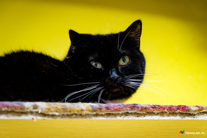 Каждый второй россиянин терял питомца Каждый второй россиянин терял питомца