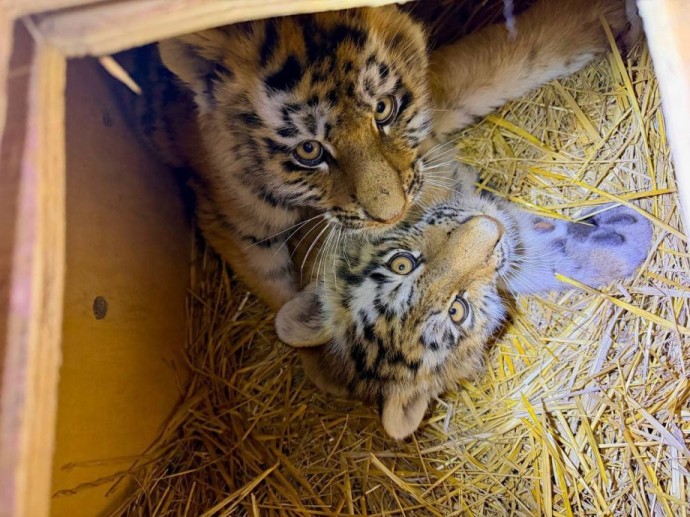 Двух из четырёх осиротевших тигрят удалось спасти в Приморье Двух из четырёх осиротевших тигрят удалось спасти в Приморье