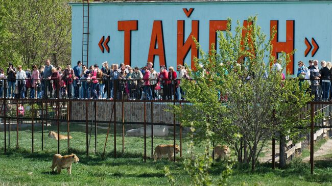 На директора парка "Тайган" и сотрудницу напали разные львы, заявил ветврач