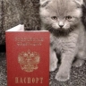 В Госдуме предложили ввести обязательную регистрацию домашних животных по всей России