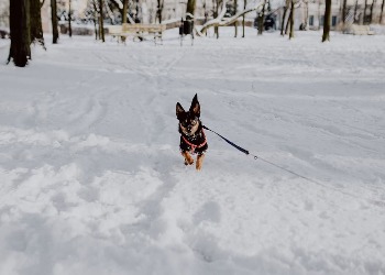 В Приамурье ждут снег и морозы под -30 В Приамурье ждут снег и морозы под -30