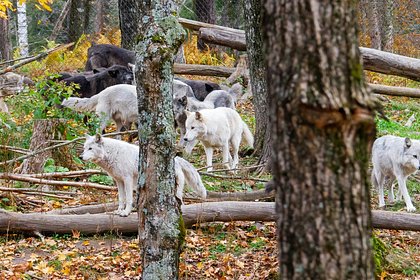 Волки-людоеды стали нападать на людей даже днем Волки-людоеды стали нападать на людей даже днем