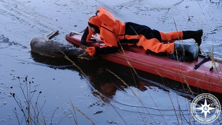Спасатели вытащили тонущую косулю из пруда в Башкирии