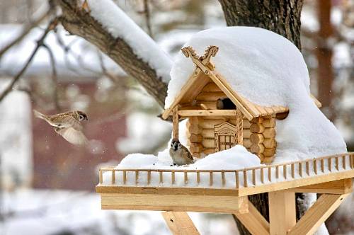 В первый день зимы в Приамурье ждут небольшой снег В первый день зимы в Приамурье ждут небольшой снег