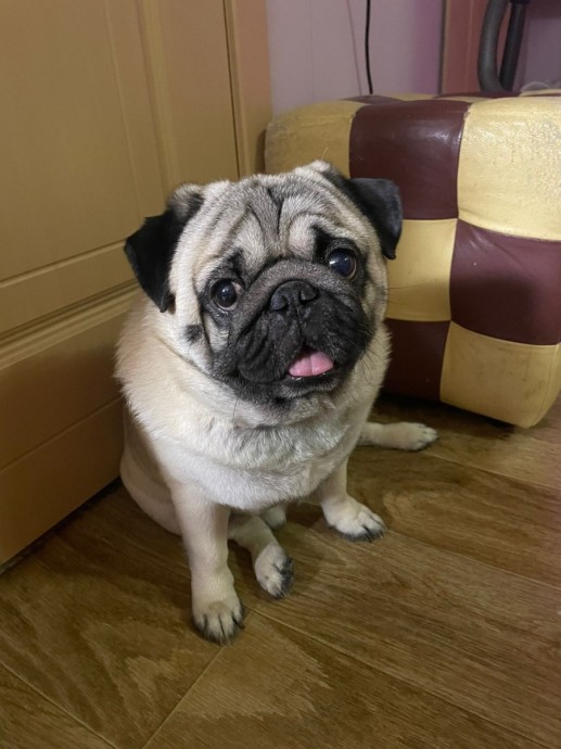 В Кировской области в лесу под Ардашами потерялась собака В Кировской области в лесу под Ардашами потерялась собака