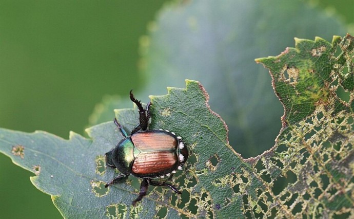 На Кунашире ввели карантин из-за опасного вредителя