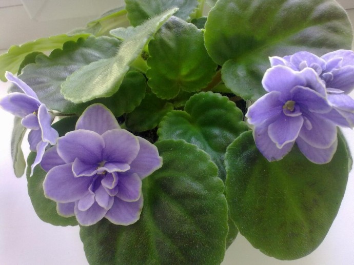 Зимняя обрезка фиалок повышает плотность кроны и число бутонов — Actualno Зимняя обрезка фиалок повышает плотность кроны и число бутонов — Actualno