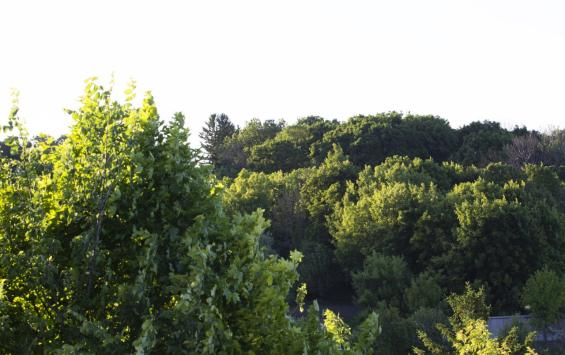 В Конышевском районе выявили незаконную вырубку леса с ущербом более 8 миллионов рублей